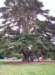 inthegarden_small.jpg