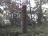 inthewoods_small.jpg